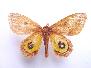FIGURE 1b FIGURE 1b
